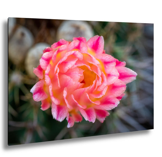 Cactus Flower Photography Print: Pink, Yellow Bloom, Desert Macro Wall Art
