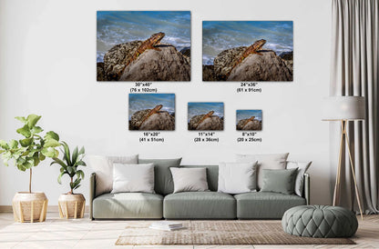 Key West Iguana on Coastal Rocks Fine Art Photography Print, Florida Wildlife Photo, Ocean Shore Nature Decor Reptile Wall Art Metal Canvas