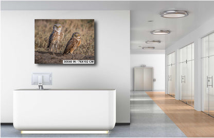 Burrowing Owls Pair Badlands National Park South Dakota Wildlife Photo Print, Nature Wall Art Decor Bird Wildlife Photography Metal Canvas