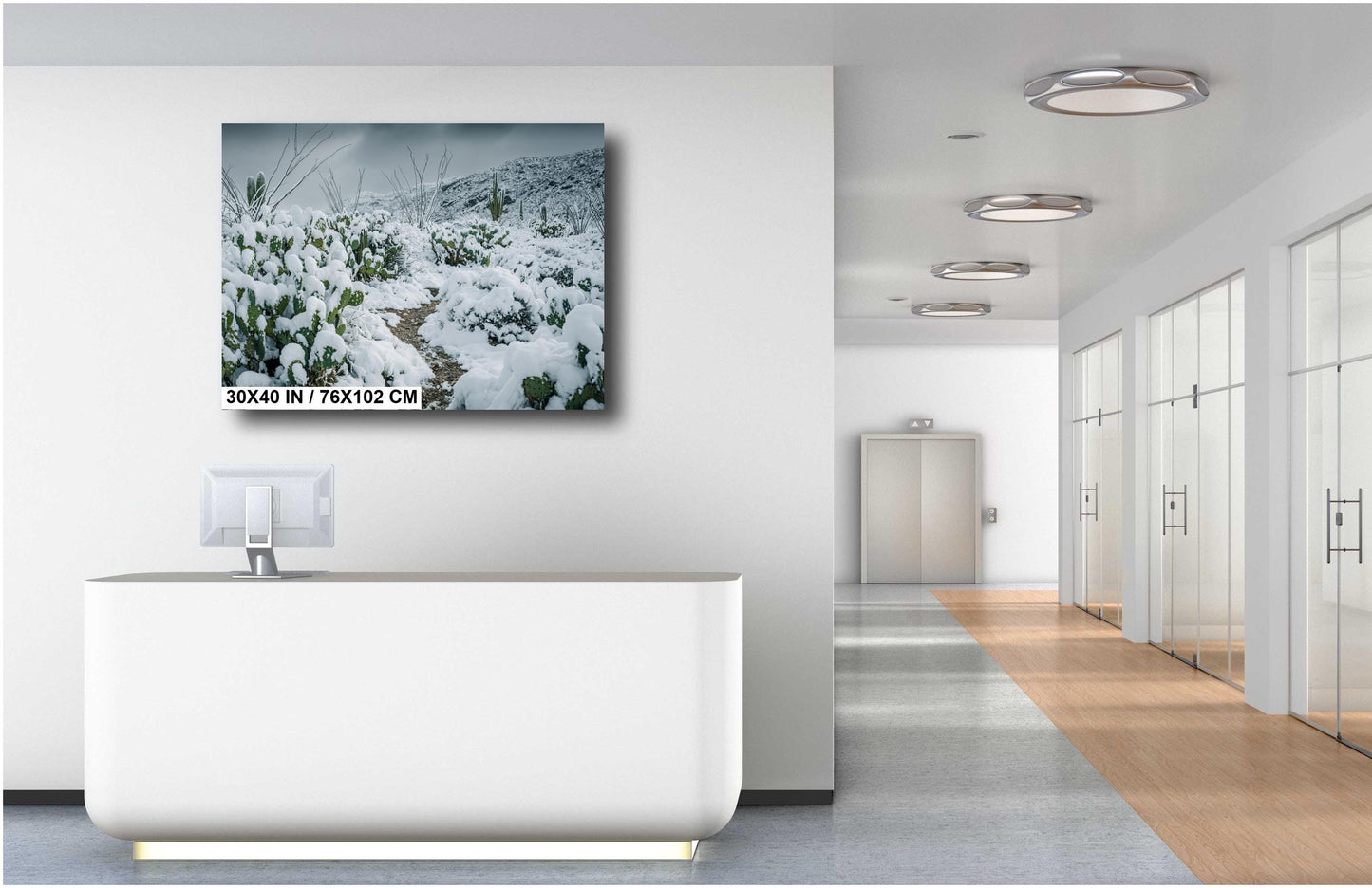 Hiking Trail Through The Snowy Cactus: Saguaro National Park Tucson Arizona Print Wall Art Photography Aluminum/Acrylic/Metal/Canvas