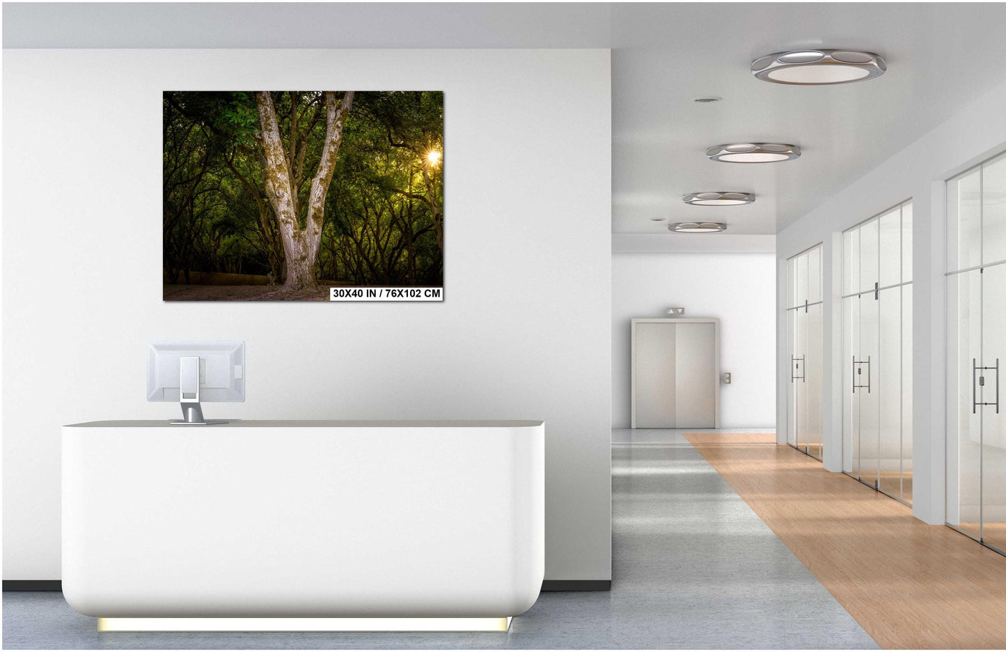 Oregon Forest Sunburst V-Trunk Tree Wall Art Photography Print, Woodland Light Rays Nature Canvas Wall Art, Pacific Northwest Metal Fine Art