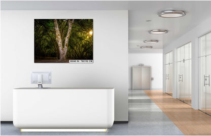 Oregon Forest Sunburst V-Trunk Tree Wall Art Photography Print, Woodland Light Rays Nature Canvas Wall Art, Pacific Northwest Metal Fine Art