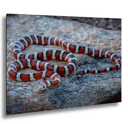 Arizona Mountain Kingsnake Print – Vibrant Desert Wildlife Art Canvas