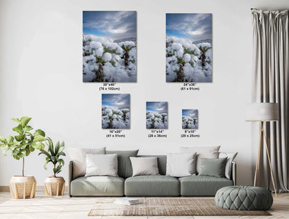 A White Canvas: Snow-Capped Jumping Cholla Saguaro National Park Tucson Arizona Print Wall Art Photography Aluminum/Acrylic/Metal/Canvas