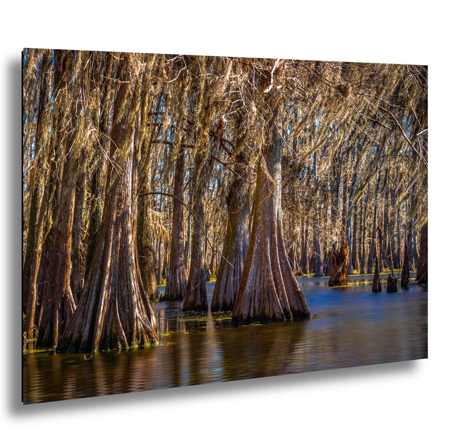 Lake Martin Louisiana Cypress Swamp Trees