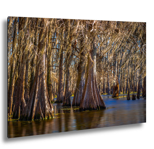 Lake Martin Louisiana Cypress Swamp Trees