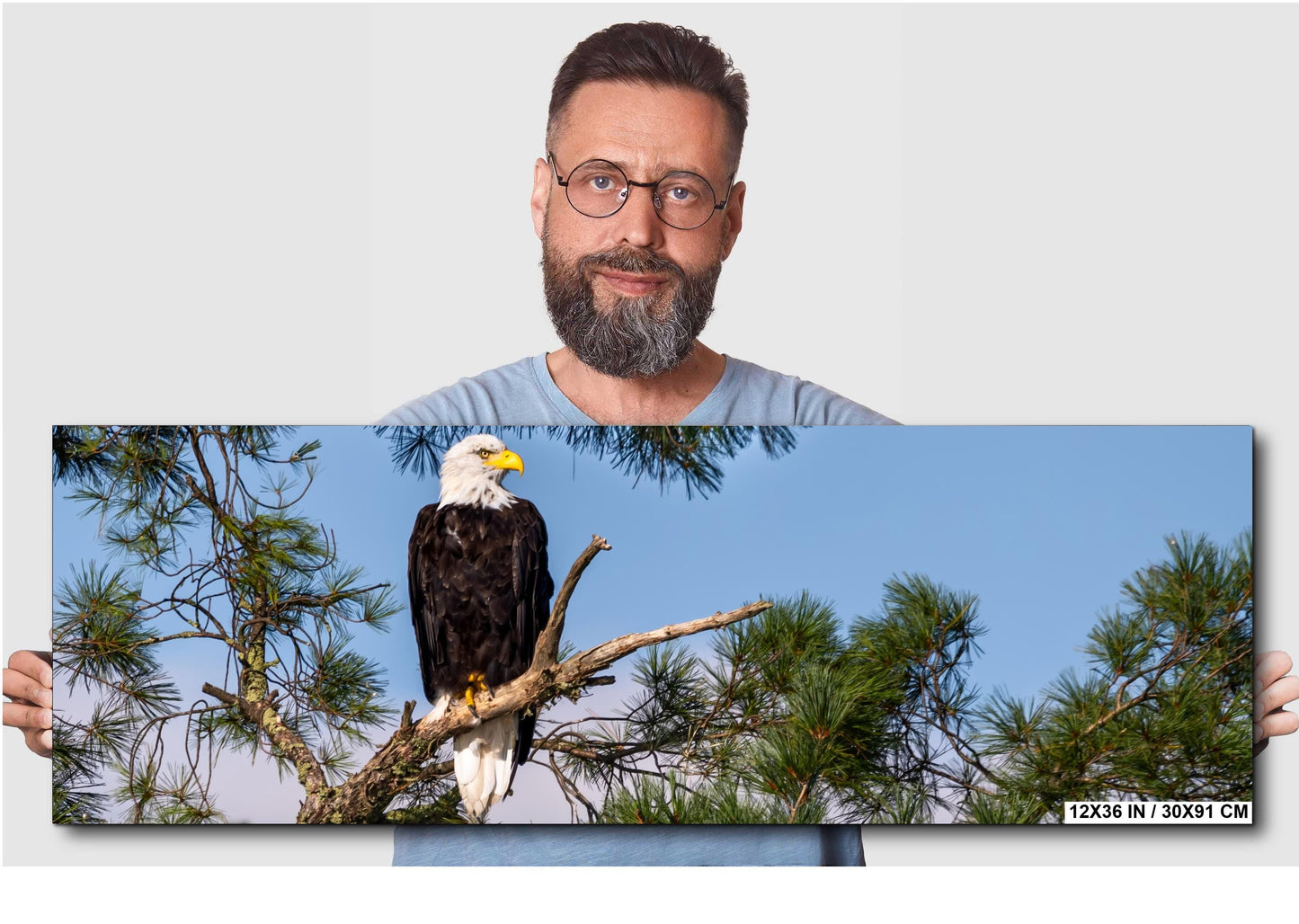 Bald Eagle Photography Print: Voyageurs National Park, Wildlife Art