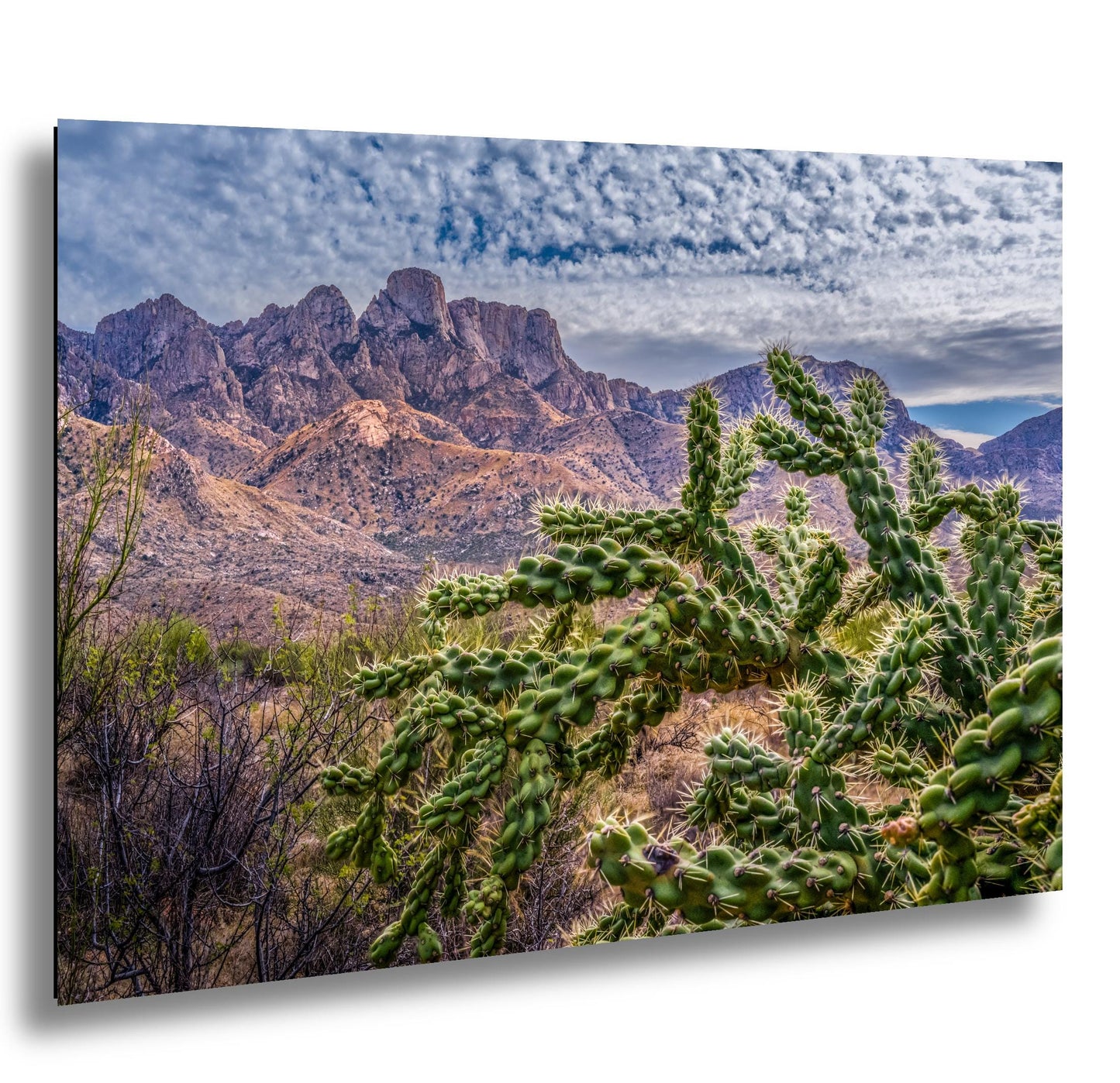Cholla Cactus in Catalina State Park, Arizona, Photography Print, Sonoran Desert Mountain Landscape Wall Art