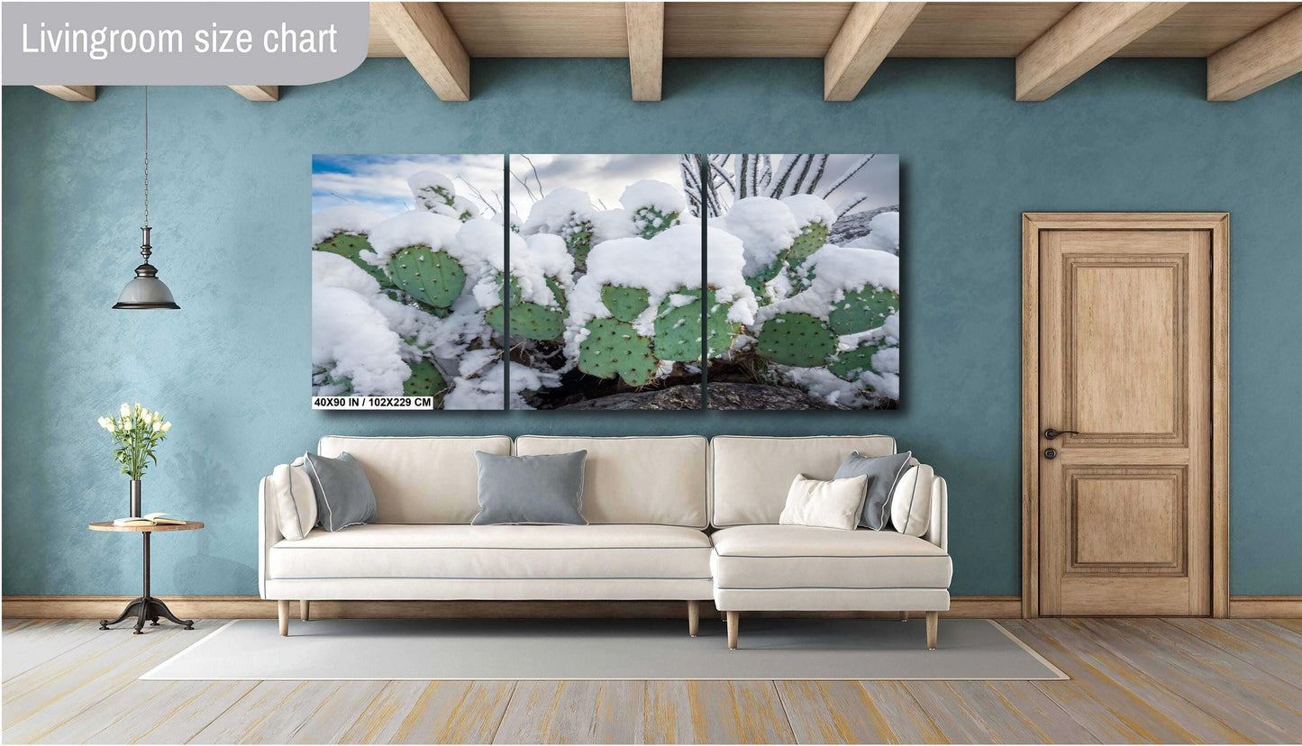 Snow-covered prickly pear cacti in Saguaro National Park during a rare winter snowfall.