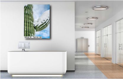 Frozen Arms of the Desert: Giant Saguaro National Park Cactus Tucson Arizona Print Wall Art Photography Aluminum/Acrylic/Metal/Canvas