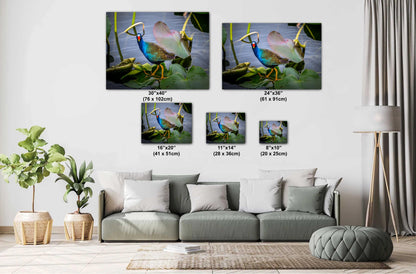 Everglades’ Purple Gallinule: The American Purple Gallinule Bird Florida Wall Art Photography Aluminum/Acrylic/Metal/Canvas