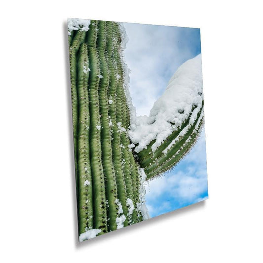 Frozen Arms of the Desert: Giant Saguaro National Park Cactus Tucson Arizona Print Wall Art Photography Aluminum/Acrylic/Metal/Canvas