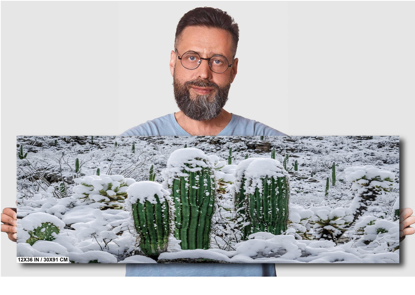 Proud Cactus Soldiers In The Snow : Snow-Capped Saguaros in Tucson Arizona Print Wall Art Photography Aluminum/Acrylic/Metal/Canvas