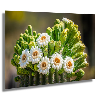 Blooming Arizona Saguaro Cactus Flowers of Spring Wall Art Print Aluminum/Acrylic/Metal/Canvas Tucson Arizona Nature Nature Photography