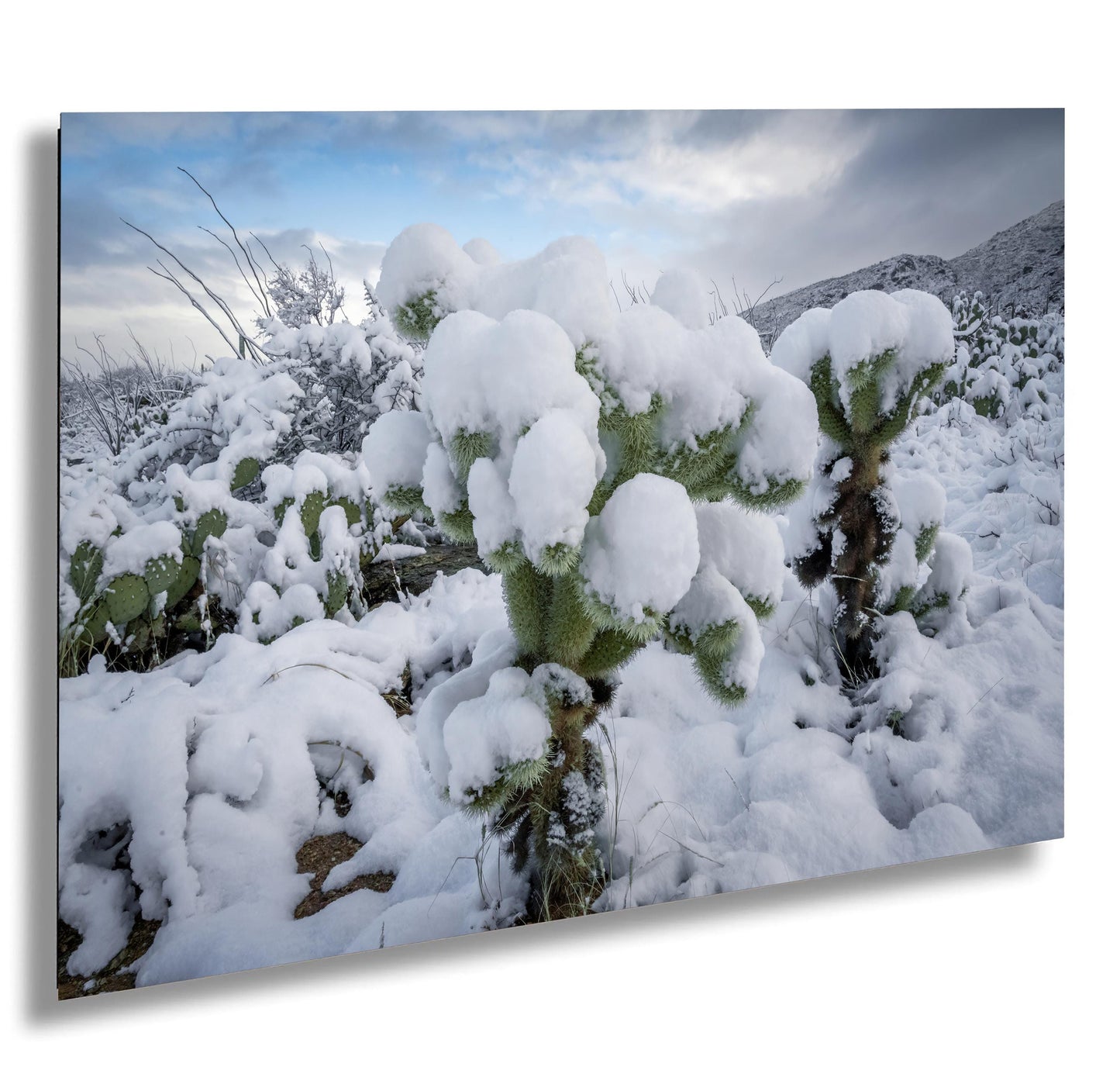 Cactus Wonderland: A Snowy Day in Arizona Saguaro National Park Tucson AZ Print Wall Art Photography Aluminum/Acrylic/Metal/Canvas