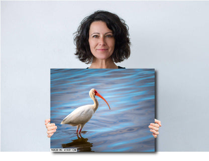 The Happy Ibis: American White Ibis Bird in Bradenton Florida Print Wall Art Bird Seascape Photography Aluminum/Acrylic/Metal/Canvas