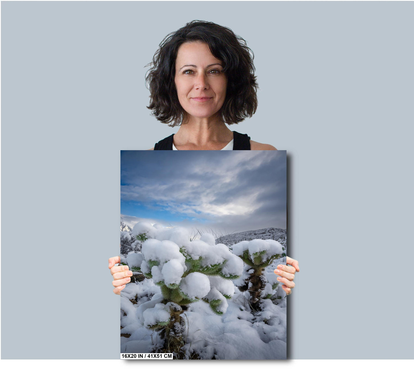 A White Canvas: Snow-Capped Jumping Cholla Saguaro National Park Tucson Arizona Print Wall Art Photography Aluminum/Acrylic/Metal/Canvas