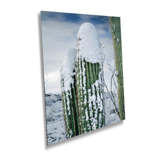 wall art print photography of two giant saguaro cactus  filled with snow at the top during winter in saguaro national park, Arizona.