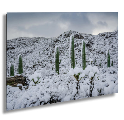 A Frosty Transformation in Saguaro National Park Print Wall Art Tucson Winter Snow Desert Photography Aluminum/Acrylic/Metal/Canvas