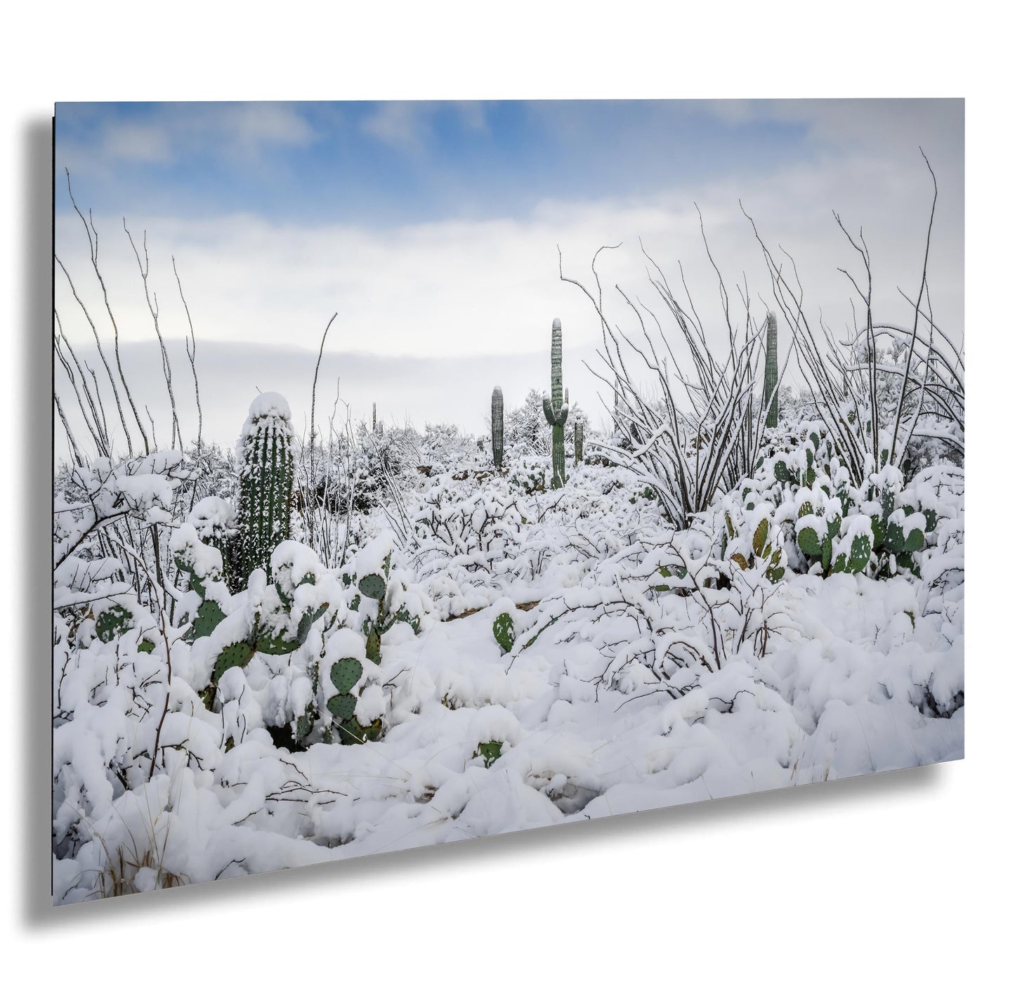 Snow-Tipped Peaks and Cactus Heights: Snow in Saguaro National Park Tucson Arizona Print Wall Art Photography Aluminum/Acrylic/Metal/Canvas