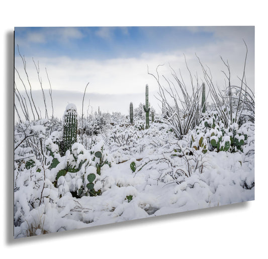 Snow-Tipped Peaks and Cactus Heights: Snow in Saguaro National Park Tucson Arizona Print Wall Art Photography Aluminum/Acrylic/Metal/Canvas