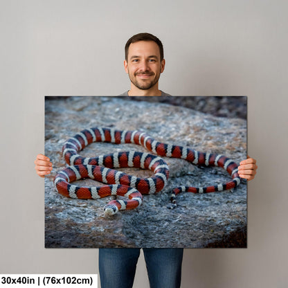 Arizona Mountain Kingsnake Print – Vibrant Desert Wildlife Art Canvas
