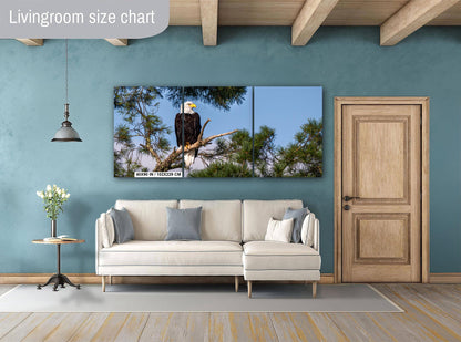 Bald Eagle Photography Print: Voyageurs National Park, Wildlife Art