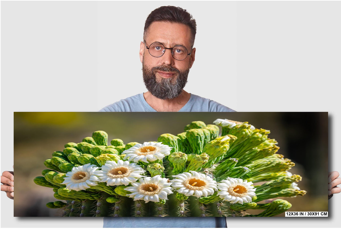 Blooming Arizona Saguaro Cactus Flowers of Spring Wall Art Print Aluminum/Acrylic/Metal/Canvas Tucson Arizona Nature Nature Photography