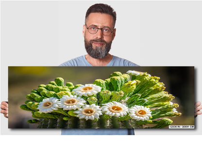 Blooming Arizona Saguaro Cactus Flowers of Spring Wall Art Print Aluminum/Acrylic/Metal/Canvas Tucson Arizona Nature Nature Photography