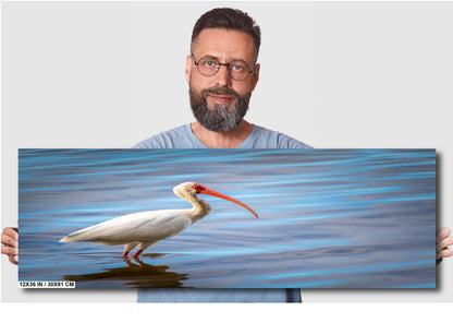 The Happy Ibis: American White Ibis Bird in Bradenton Florida Print Wall Art Bird Seascape Photography Aluminum/Acrylic/Metal/Canvas