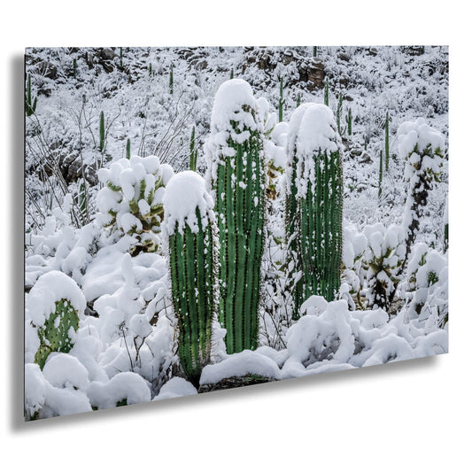 Proud Cactus Soldiers In The Snow : Snow-Capped Saguaros in Tucson Arizona Print Wall Art Photography Aluminum/Acrylic/Metal/Canvas