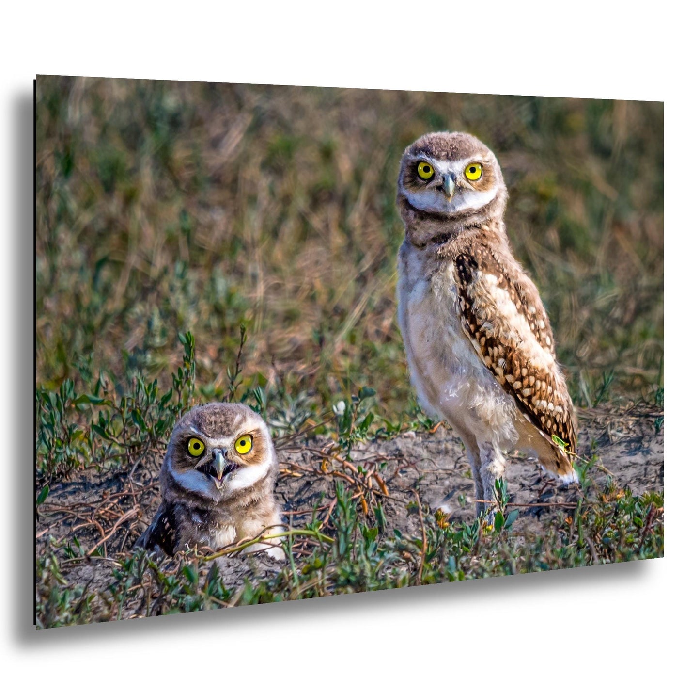 Burrowing Owls Pair Badlands National Park South Dakota Wildlife Photography Print Wall Art, Nature Bird Photo