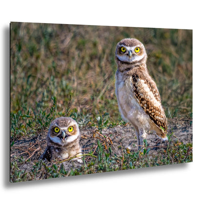 Burrowing Owls Pair Badlands National Park South Dakota Wildlife Photography Print Wall Art, Nature Bird Photo