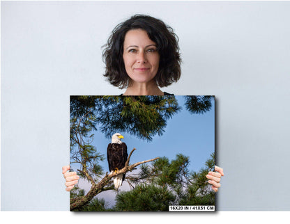 Bald Eagle Photography Print: Voyageurs National Park, Wildlife Art