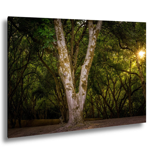 Oregon Forest Sunburst V-Trunk Tree Wall Art Photography Print, Woodland Light Rays Nature Canvas Wall Art, Pacific Northwest Metal Fine Art
