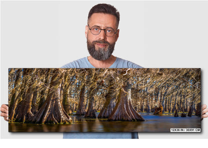Lake Martin Louisiana Cypress Swamp Trees