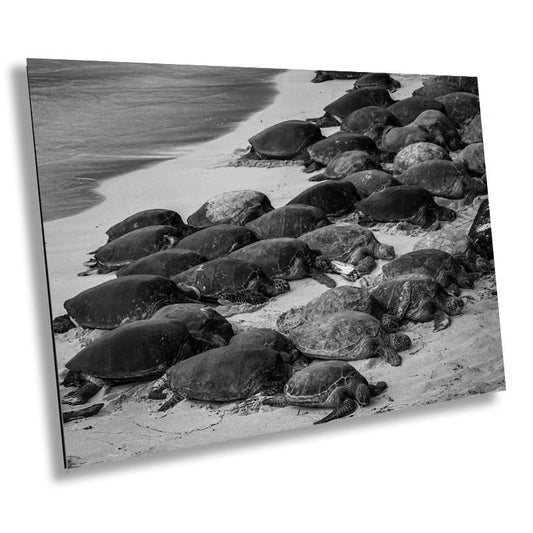 Bale Beneath the Waves: Maui Hawaii Bale of Turtles Photography Wall Art Ocean Wildlife Canvas Print Black and White