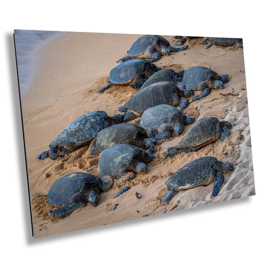 Bale of Turtles: Maui Hawaii Sea Turtles Photography Ocean Wildlife Wall Art Canvas Print