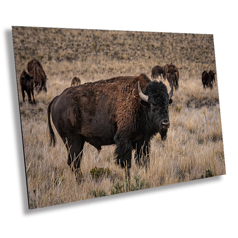 Bison Happy Hour: American Buffalo Herd Wall Art Bison Photography Metal Canvas Print Utah Wildlife