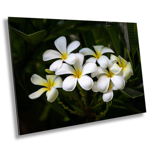 Blooms of Eternity: Hawaiian White Plumeria Flower Photography Wall Art Nature Canvas Print