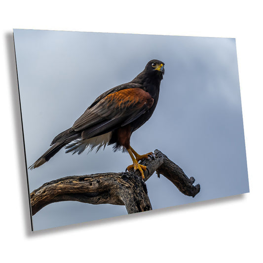 Branch Bound: Harris's Hawk at Rest on Branch Wall Art Bird Photography Metal Canvas Print