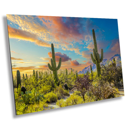 Cactus Kingdom: Giant Cactus Sabino Canyon Wall Art Tucson Landscape Canvas Print Arizona Desert