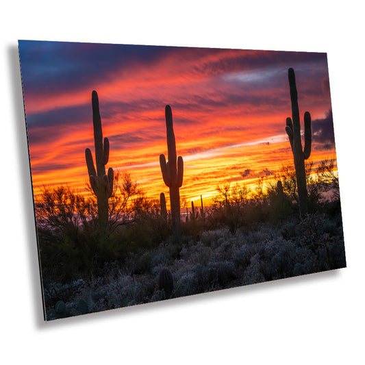 Dazzling Desert Sunset: Saguaro Cactus on Gold Canyon’s Hieroglyphic Trail Metal Canvas Print Arizona Wall Art Photography