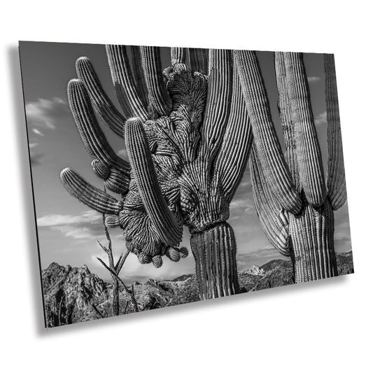 Desert Elegance: Crested Saguaro Cactus Wall Art Black and White Arizona Photography Canvas Print