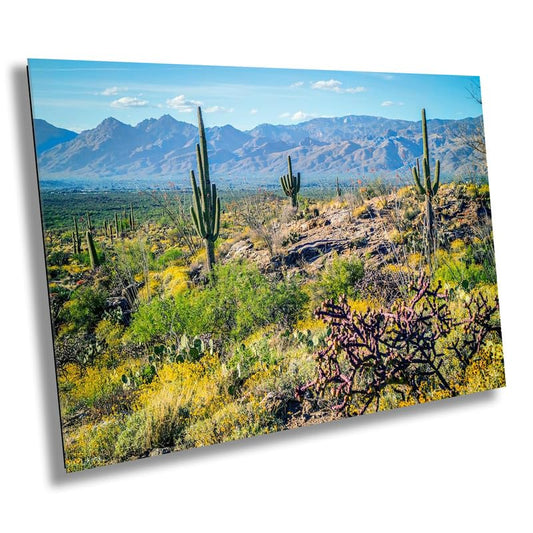 Desert Tapestry: Saguaro National Park East Arizona Cactus Desert Photography Canvas Wall Art