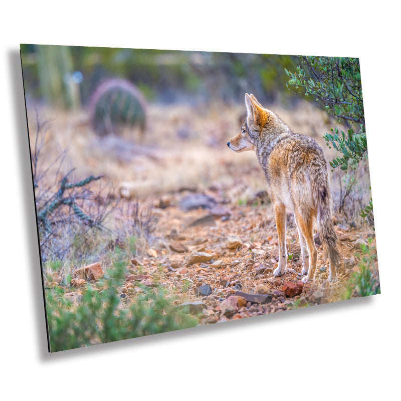 Elusive Desert Nomad: Coyote at the Sonoran Desert Wall Art Metal Acrylic Print Arizona Wildlife Photography