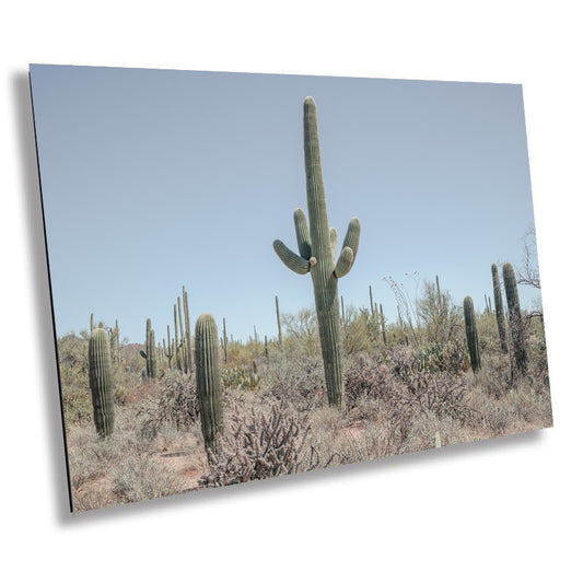 Eternal Desert Witness: Saguaro National Park Photography Cactus Desert Aluminum Metal Print   Arizona Landscape Wall Art