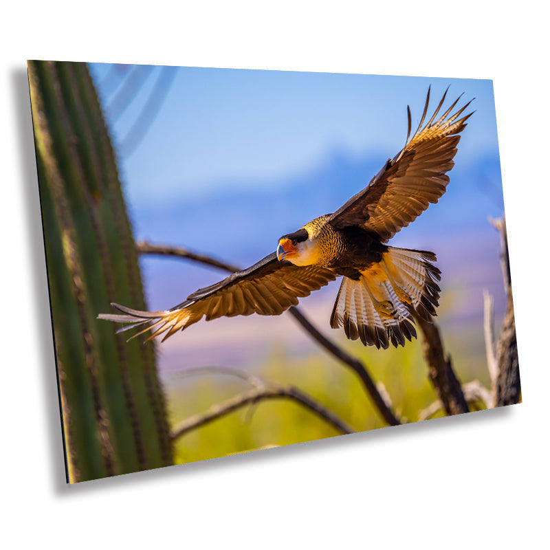 Feathers of Fire: Crested Caracara Wall Art Wildlife Photography Bird Canvas Metal Print