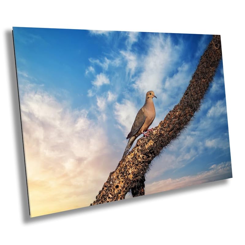 Gentle Guardian: Mourning Dove Bird Photography Wildlife Nature Home Wall Art Canvas Metal Print