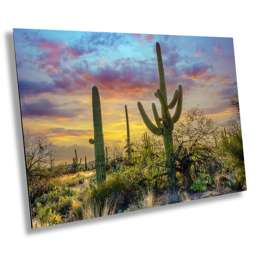 Giants of the Desert: Carnegia Gigantea Sabino Canyon Wall Art Arizona Desert Cactus Canvas Print Nature Photography Home Decor